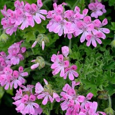 Scented pelargonium pink for sale Scented pelargonium pink for sale  WORKSOP