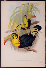 Keel billed toucan for sale  Galveston