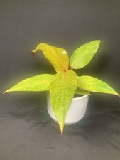 Philodendron orange marmalade for sale  LONDON