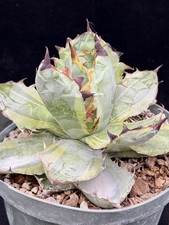 Agave titanota black for sale  Goleta