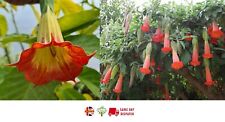 Red angels trumpet for sale  BROCKENHURST
