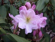 Baum rhododendron alpenrose gebraucht kaufen  Zetel