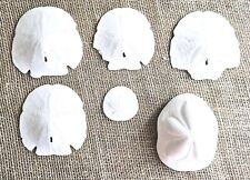 Real sand dollars for sale  Mobile