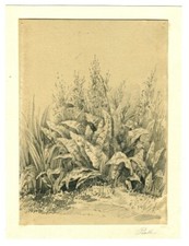 Botanique parelle dessin d'occasion  Anet