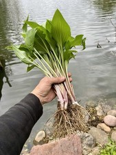 Hosta royal standard for sale  Lake Zurich