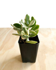 Variegated jade plant for sale  Winnetka