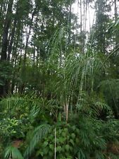 Syagrus romanzoffianum cold for sale  Walterboro