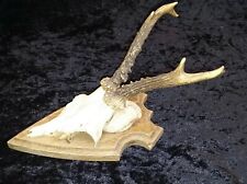 Rehbock rehgeweihe geweih gebraucht kaufen  Mömbris