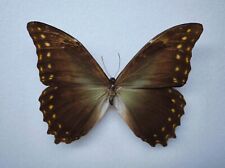 Morpho herkules male gebraucht kaufen  Elsoff, Rehe, Oberroßbach