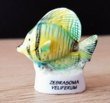 Fava pesce zebrasoma usato  Spedire a Italy