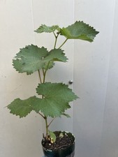 plant grape pot for sale  La Puente