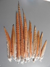 pheasant tail feathers for sale pheasant tail feathers for sale PETERBOROUGH