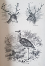 1891 natural history for sale  NORTHWICH