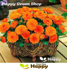 Orange pot marigold for sale  DONCASTER