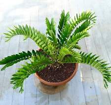 Encephalartos latifrons no usato  Napoli