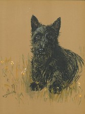Scottish terrier scottie for sale  COLEFORD