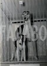 Vintage animali levrieri usato  Roma
