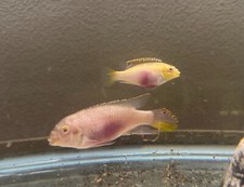 Newly formed albino for sale  Camas