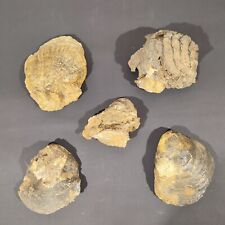 Conchiglie fossili usato  Virle Piemonte