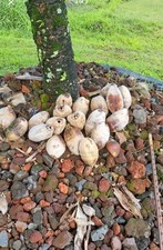 Hawaiian coconut palm for sale  Keaau