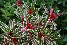 Neoregelia donger bromeliad for sale  HORSHAM