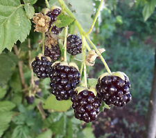 Pianta lampone tayberry usato  Putignano