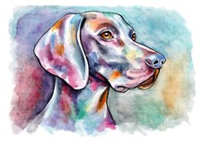 Acquerello cane weimaraner usato  Napoli