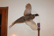 Flying chinese ringneck for sale  Brandon