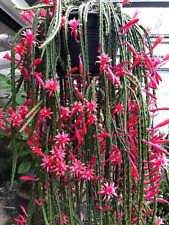 Rat tail cactus for sale  WELLING