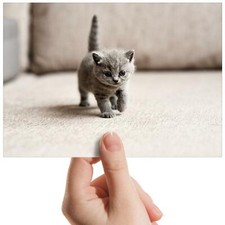 British shorthair cat for sale  SELBY
