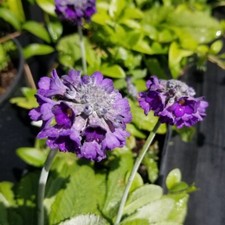Primula capitata blue for sale  LAUNCESTON