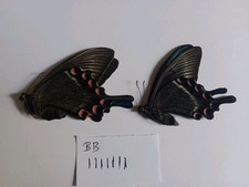Papilio maackii pair for sale Papilio maackii pair for sale  HAYLE