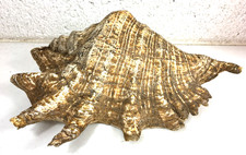 Large beautiful conch for sale  EXETER