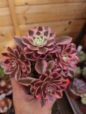 Aeonoum goddess bouquet for sale  LONDON