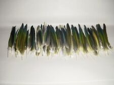 Buy sun conure for sale  Titusville