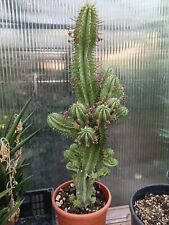 Pianta euphorbia horrida usato  Roma