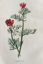 Antique botanical print for sale  TORRINGTON