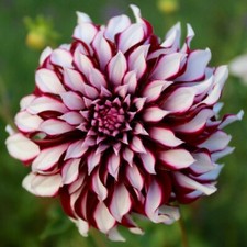 Perennial dahlia seeds. for sale  TYWYN