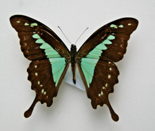 Papilio phorcas butterfly for sale  LIVERPOOL