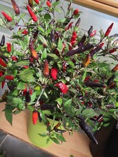 Unterschiedliche chilisorten c gebraucht kaufen  Erding