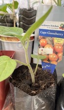 Cape gooseberry golden for sale  BOURNEMOUTH