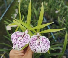 Używany, Orchid Orchidee Orquídea Brassocattleya Nakornpathome Silver  (33 Pr) na sprzedaż  PL