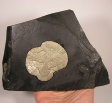 Pyrite sun slate for sale  Acworth