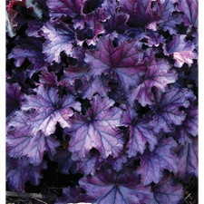 Heuchera forever purple usato  Spedire a Italy