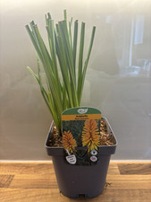 Kniphofia rich echoes for sale  NOTTINGHAM