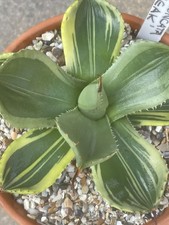 Agave parryi truncata for sale  SHEFFIELD
