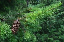 Seeds douglas fir for sale  USA