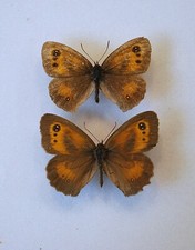 Gatekeeper butterfly aberratio for sale  CHORLEY