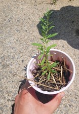 goji berry plants for sale  Buffalo