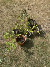 Blackberry bushes. fruit for sale  YORK